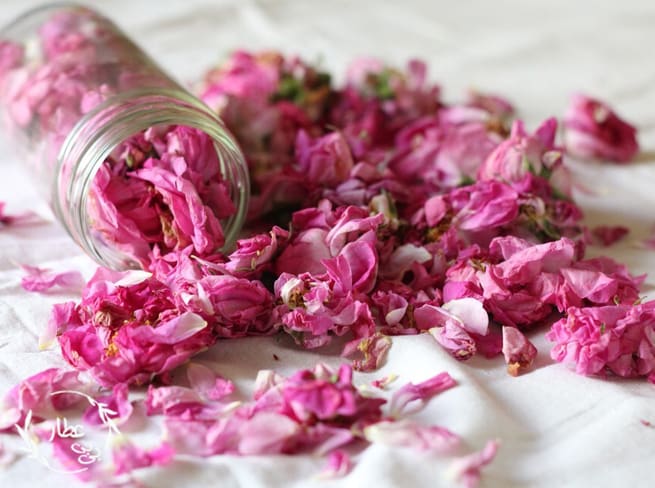 گل محمدی شربتی تازه با خواص طبیعی برای تهیه نوشیدنی و آرامش بدن